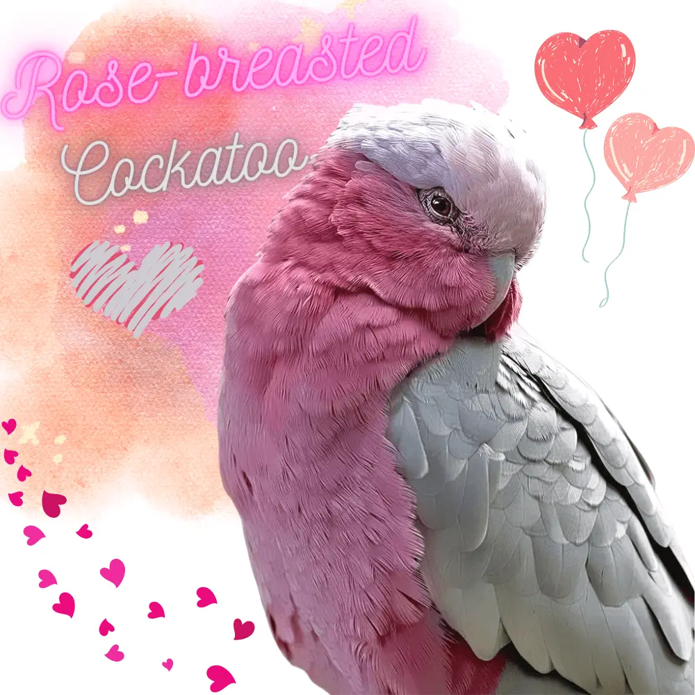 Rose-breasted cockatoo