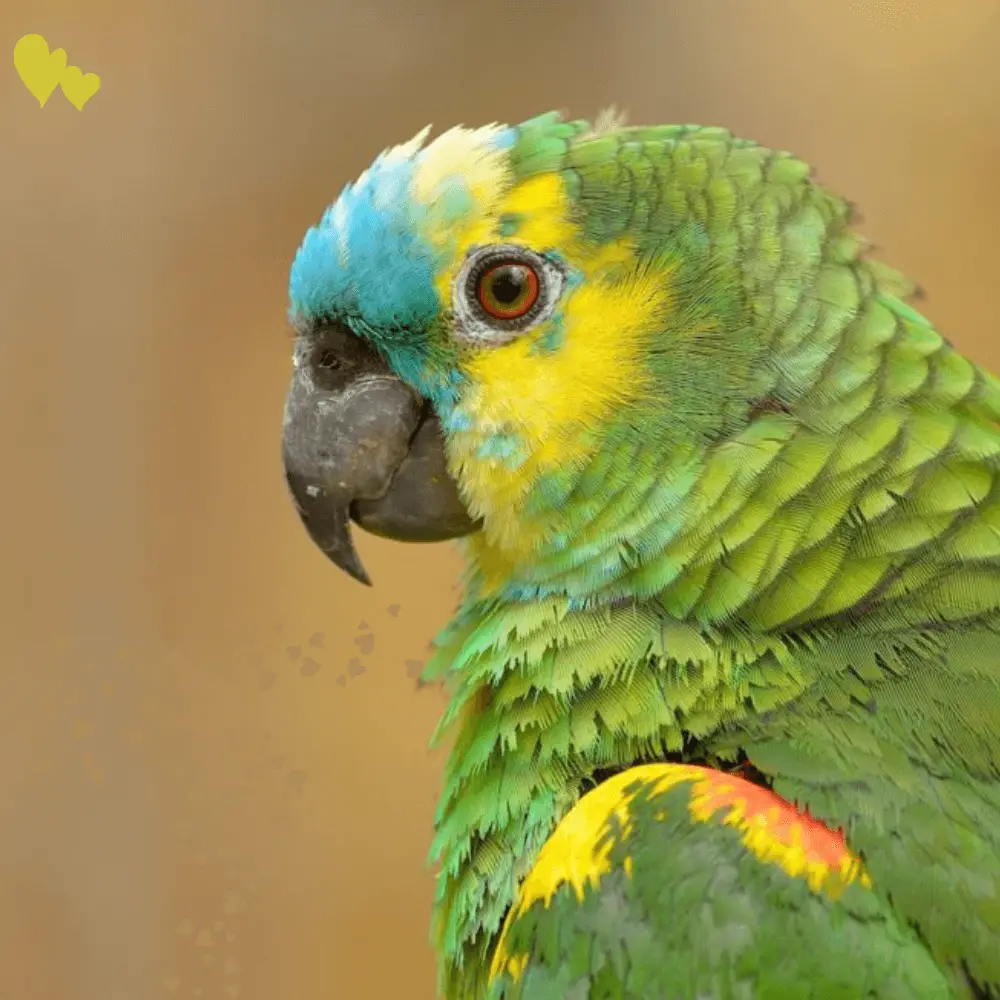 blue fronted amazon