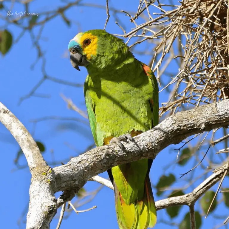 Bluefronted amazon Facts Behavior Breeding Health and Food
