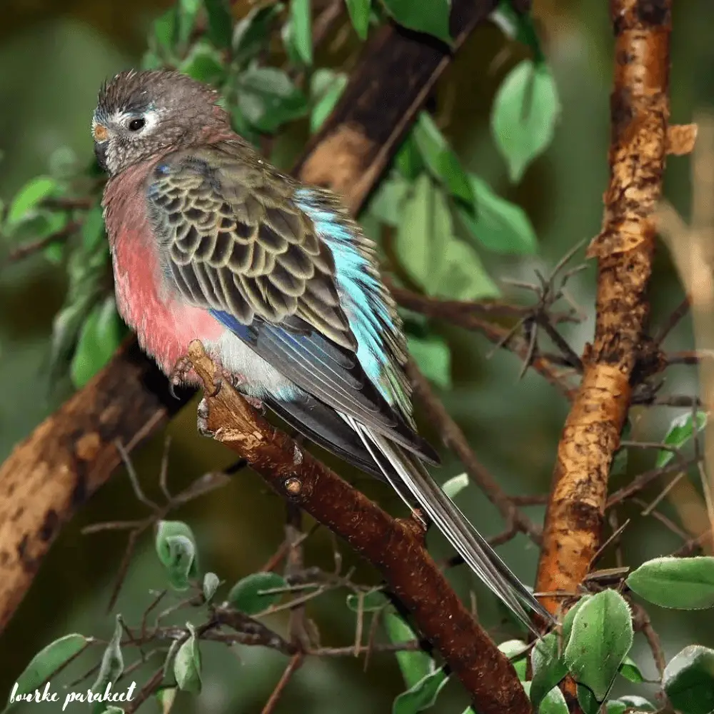 bourke parakeet