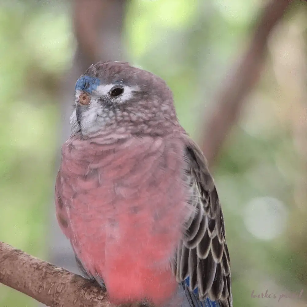 bourke's parrot