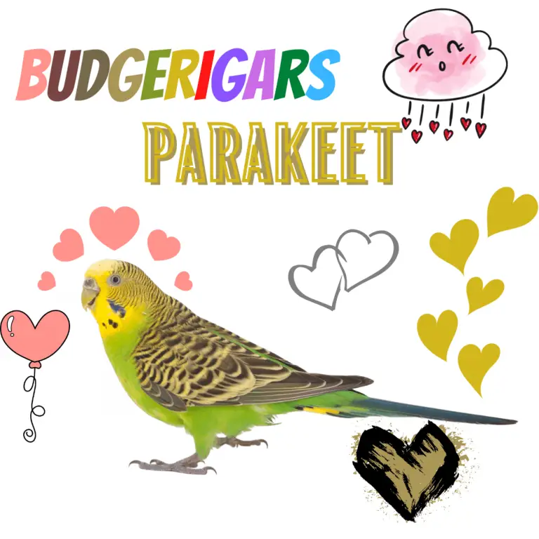 Parrot adoption - What you need to know before adopting parrot