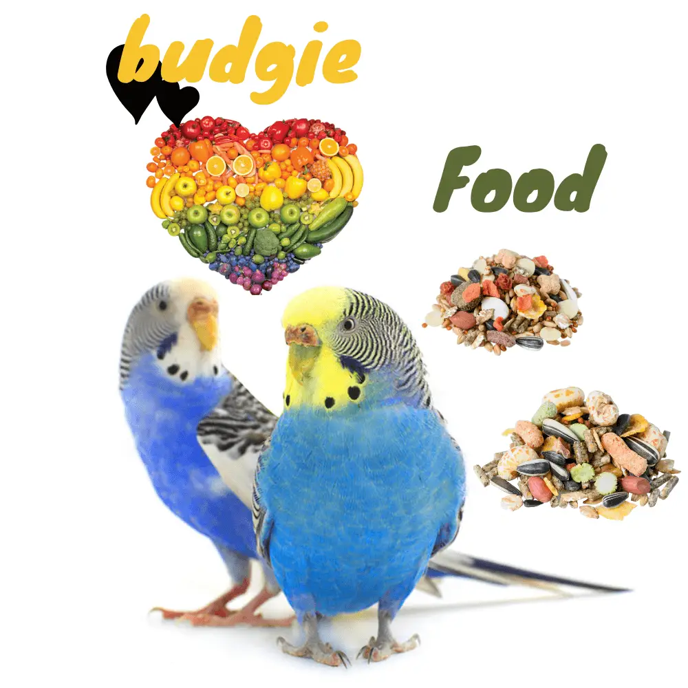 budgie food