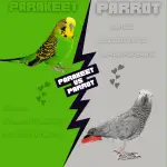 parakeet vs parrot