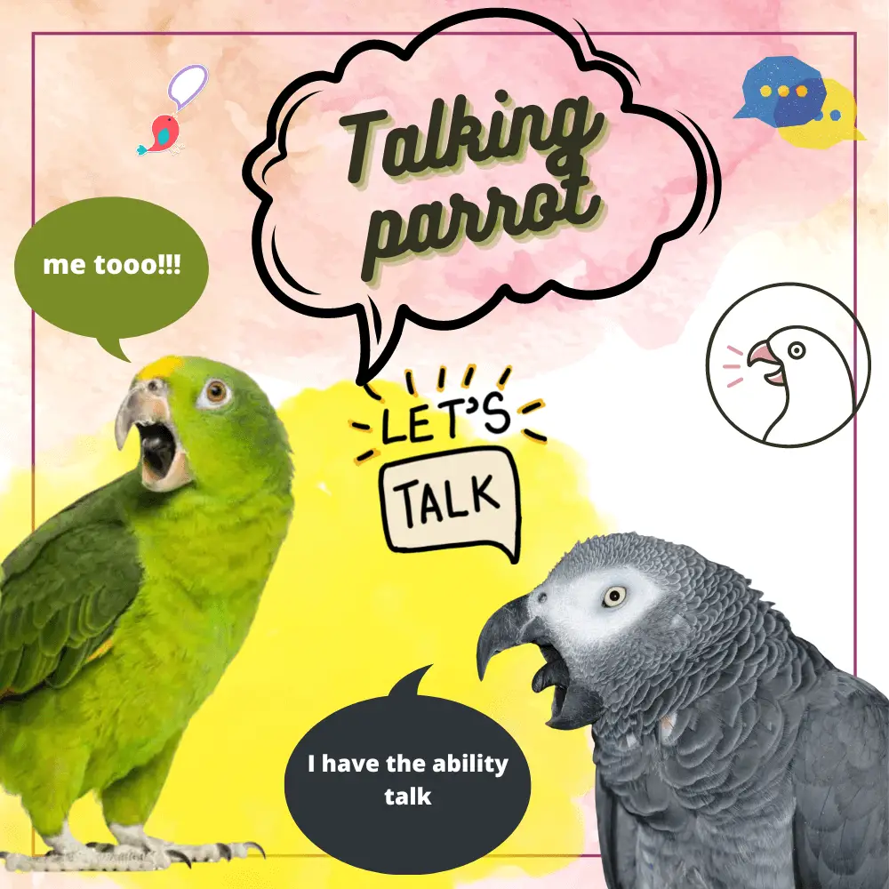 talking parrot