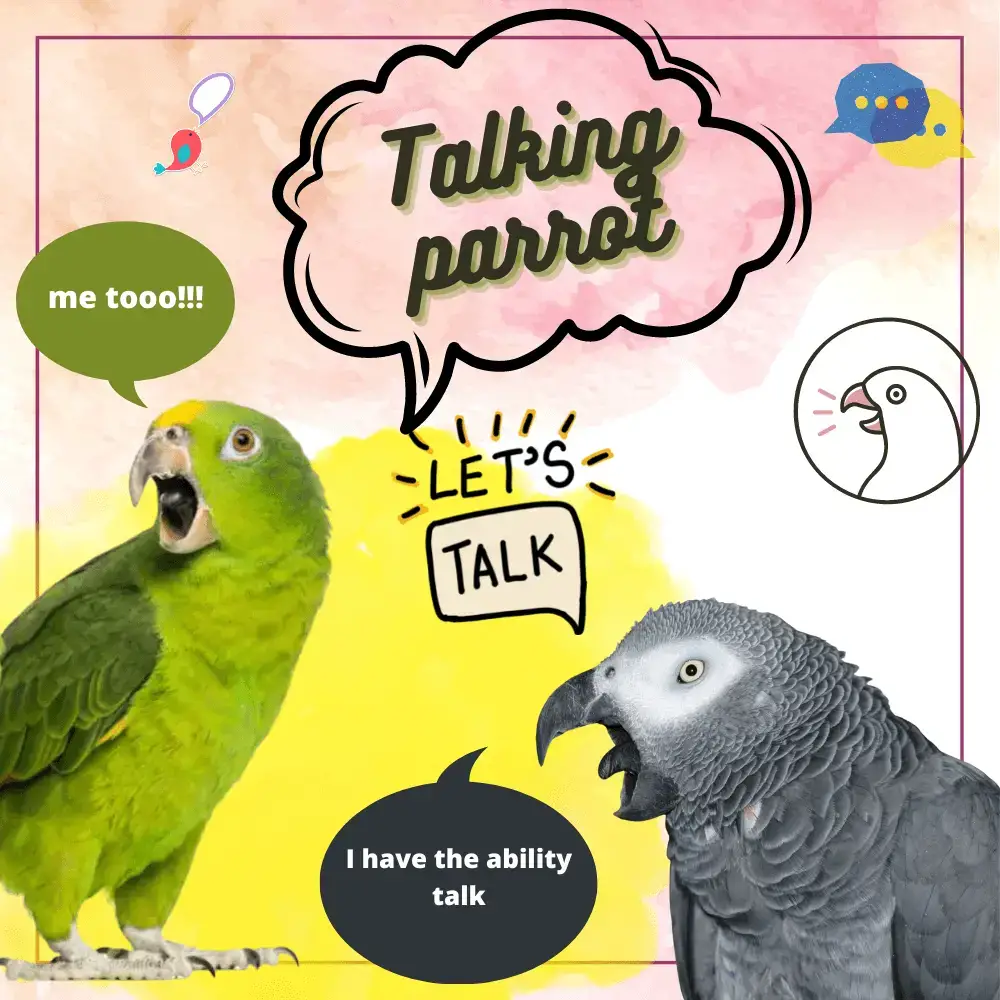 Talking parrot - How do parrot talk | Why do parrot talk