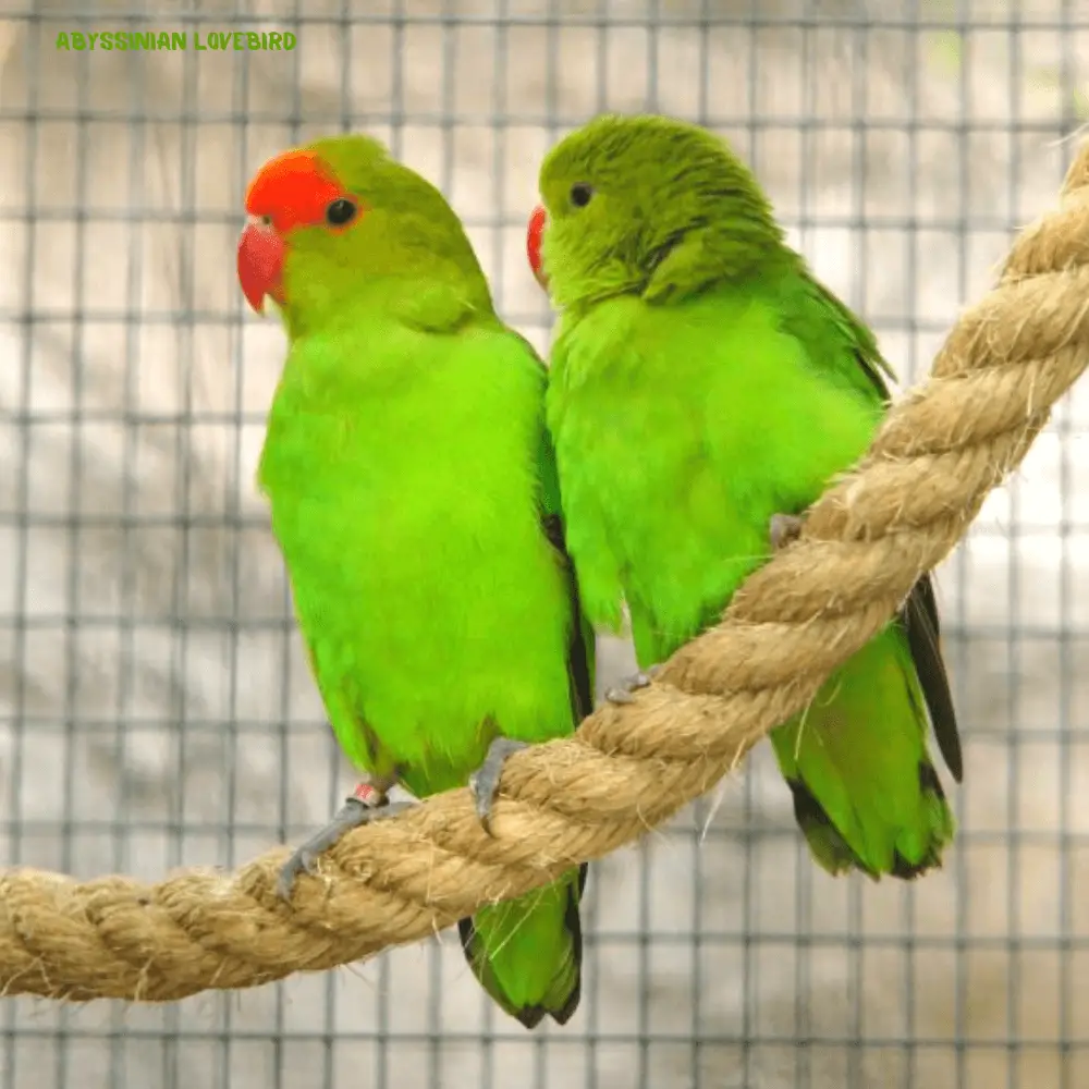 Abyssinian lovebird