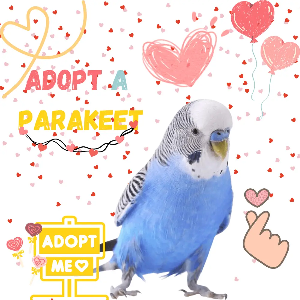 Adopt a parakeet