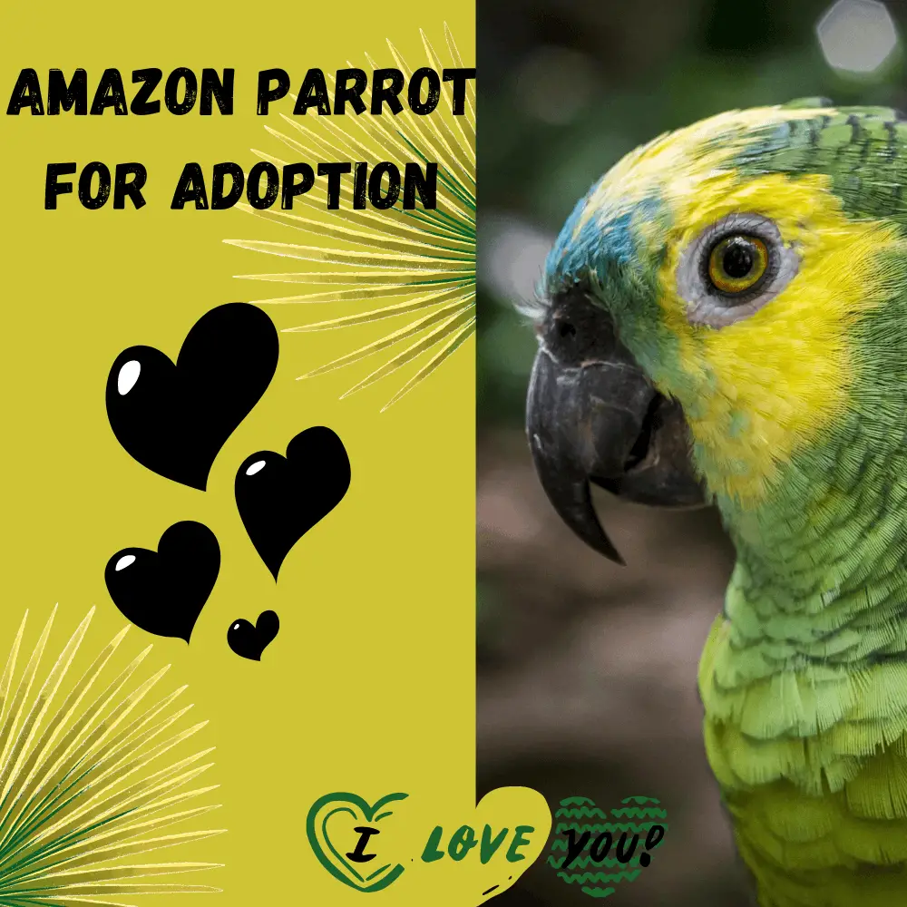 Amazon parrot for adoption