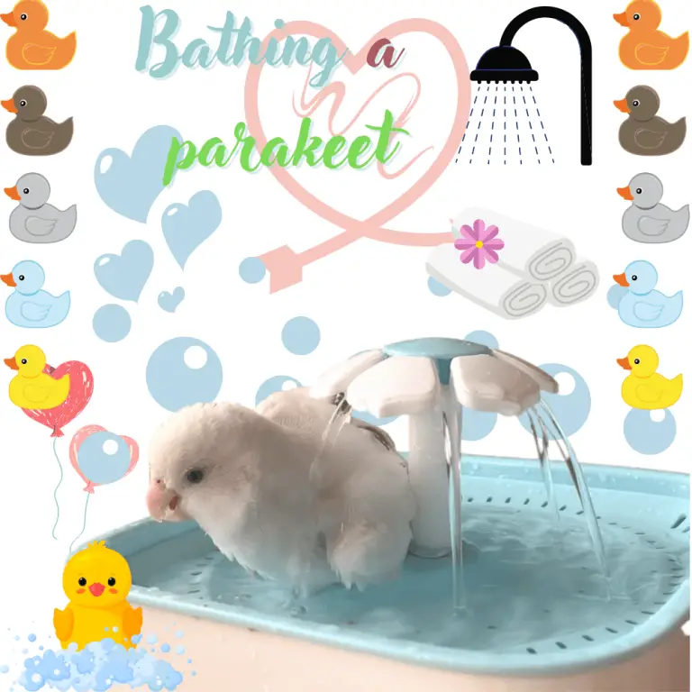 Bathing a parakeet How to get your parakeet to take a bath