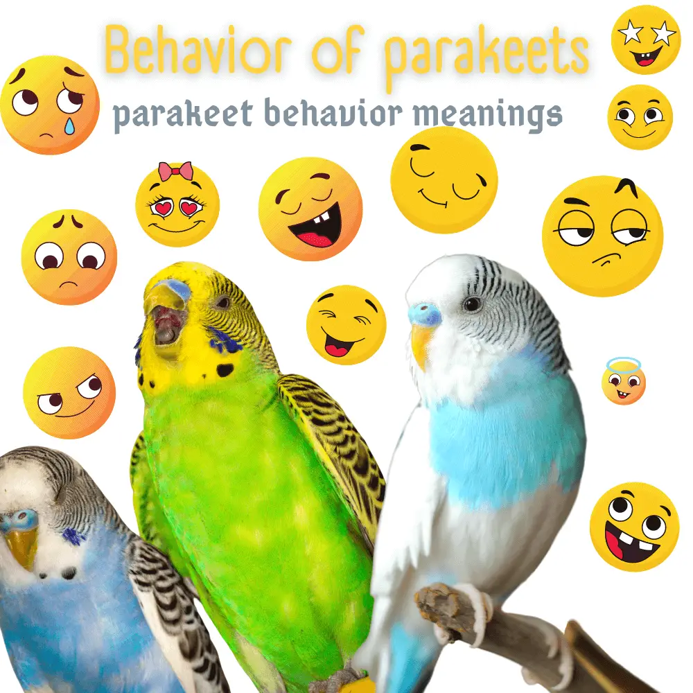 Behavior of parakeets