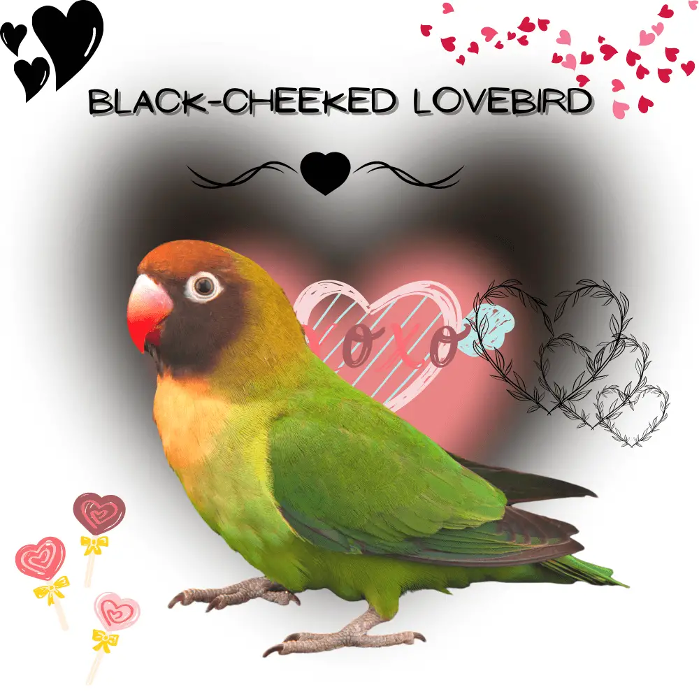 Black-cheeked lovebird