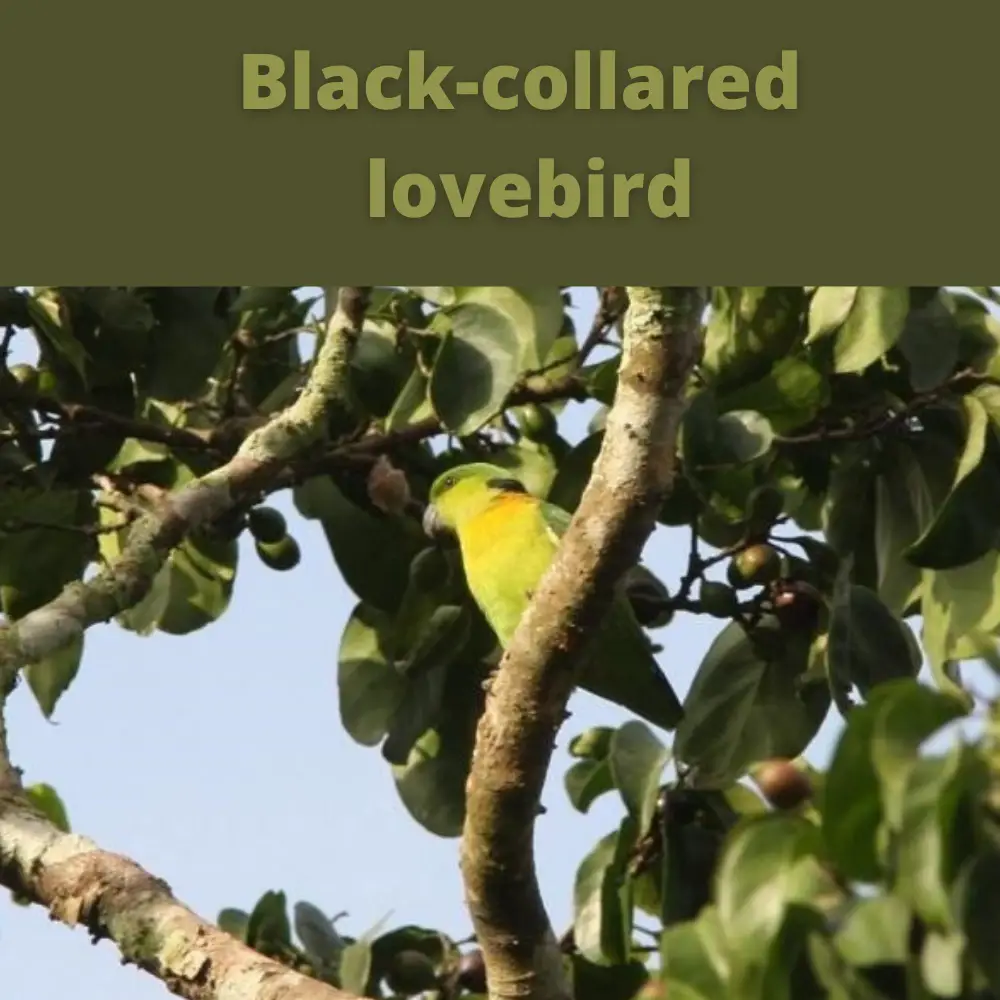 Black-collared lovebird