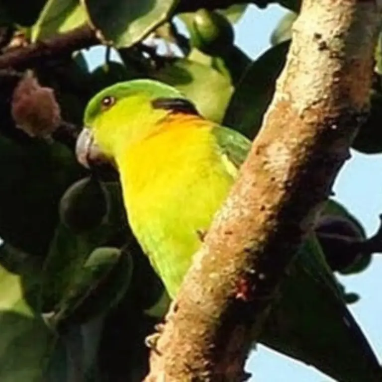 Black-collared Lovebird - Personality Distribution Food And Lifestyle