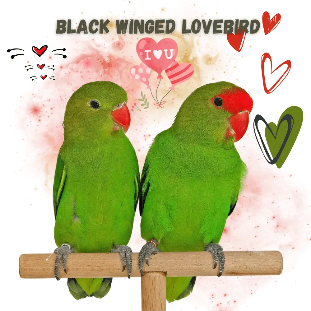 Black winged lovebird