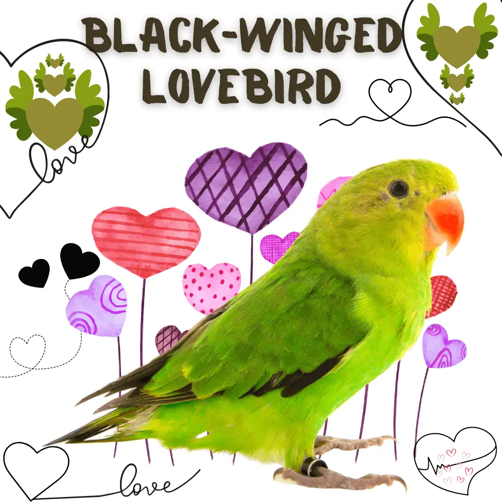 Black-winged lovebird