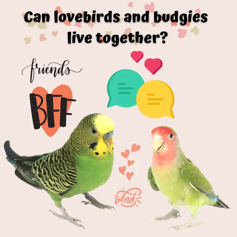 Can lovebirds be kept with other birds What birds can live with lovebirds