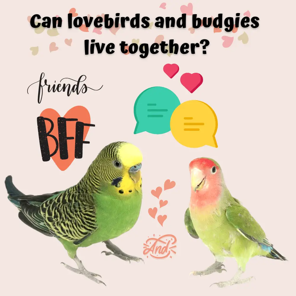 Can lovebirds and budgies live together