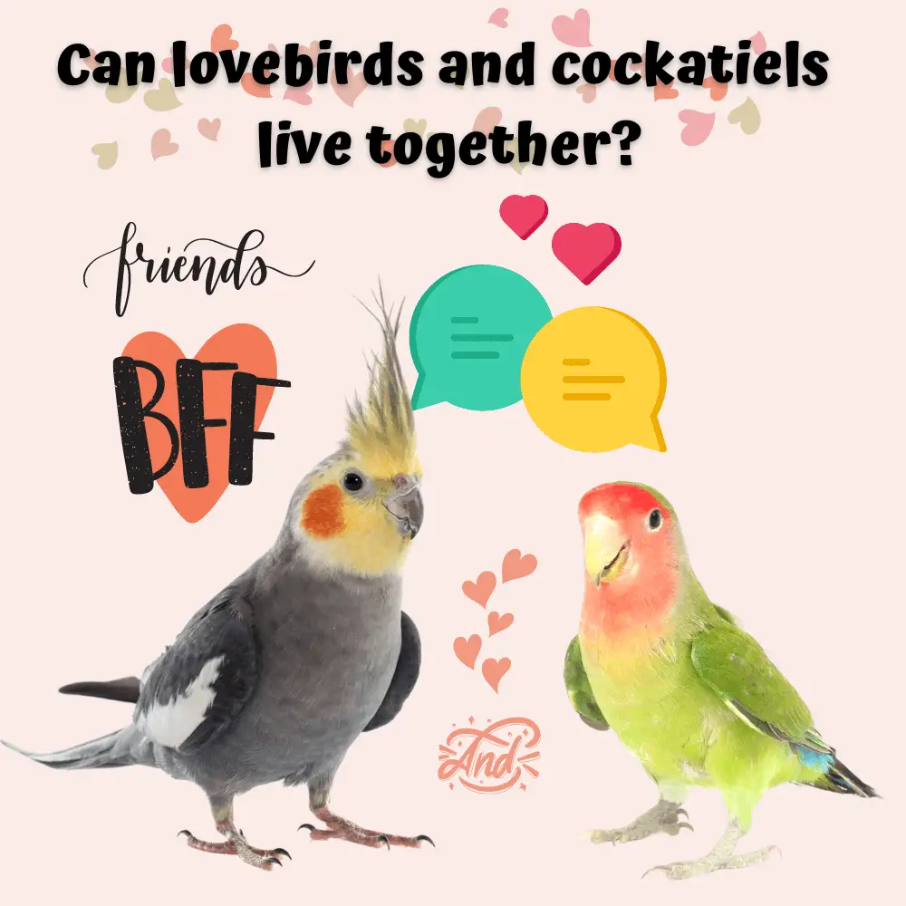 Can lovebirds and cockatiels live together
