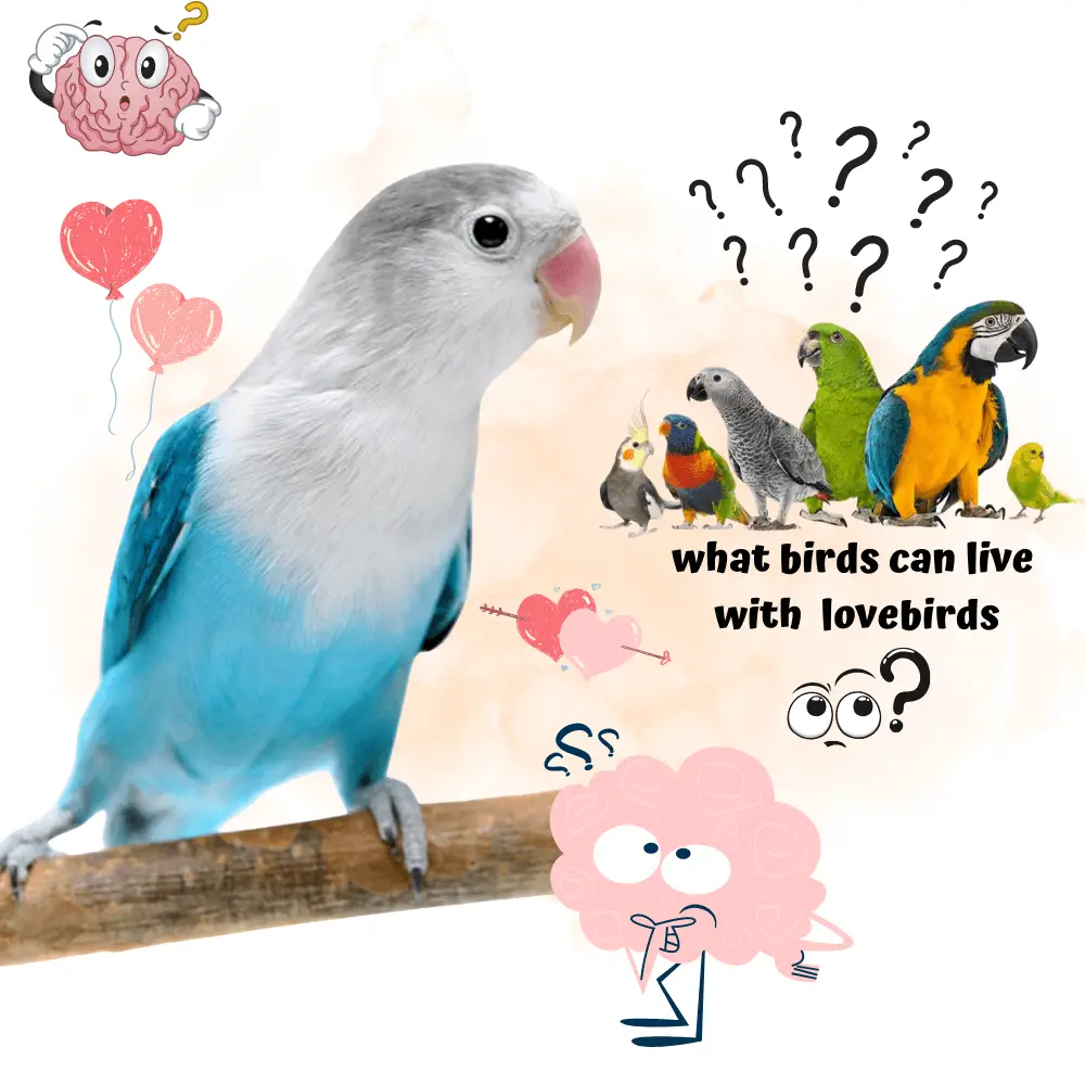 Can Lovebirds Be Kept With Other Birds What Birds Can Live With Lovebirds