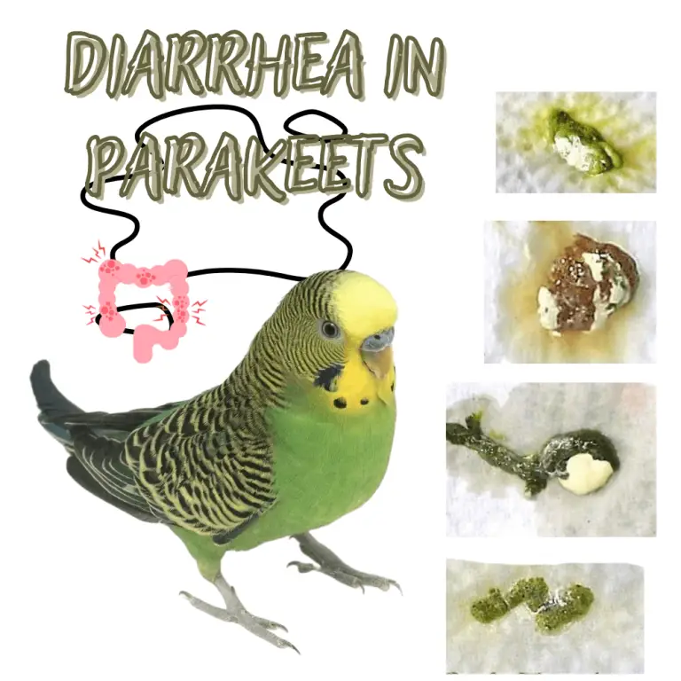 Diarrhea in parakeets How does diarrhea manifest in parakeets