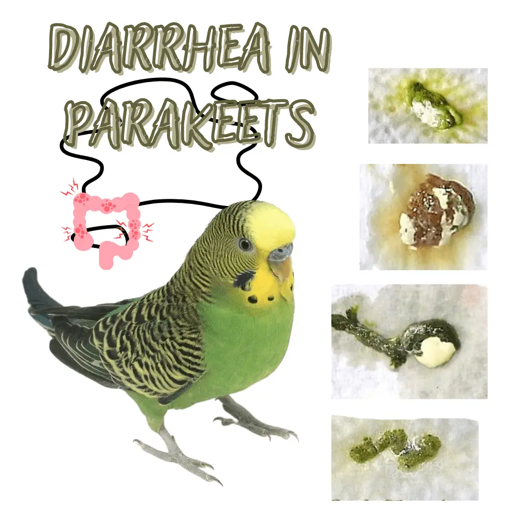 Diarrhea in parakeets