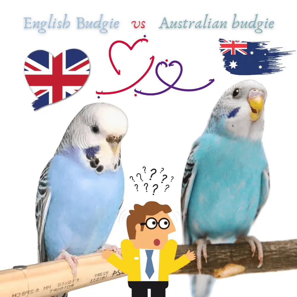 English Budgie vs Australian budgie