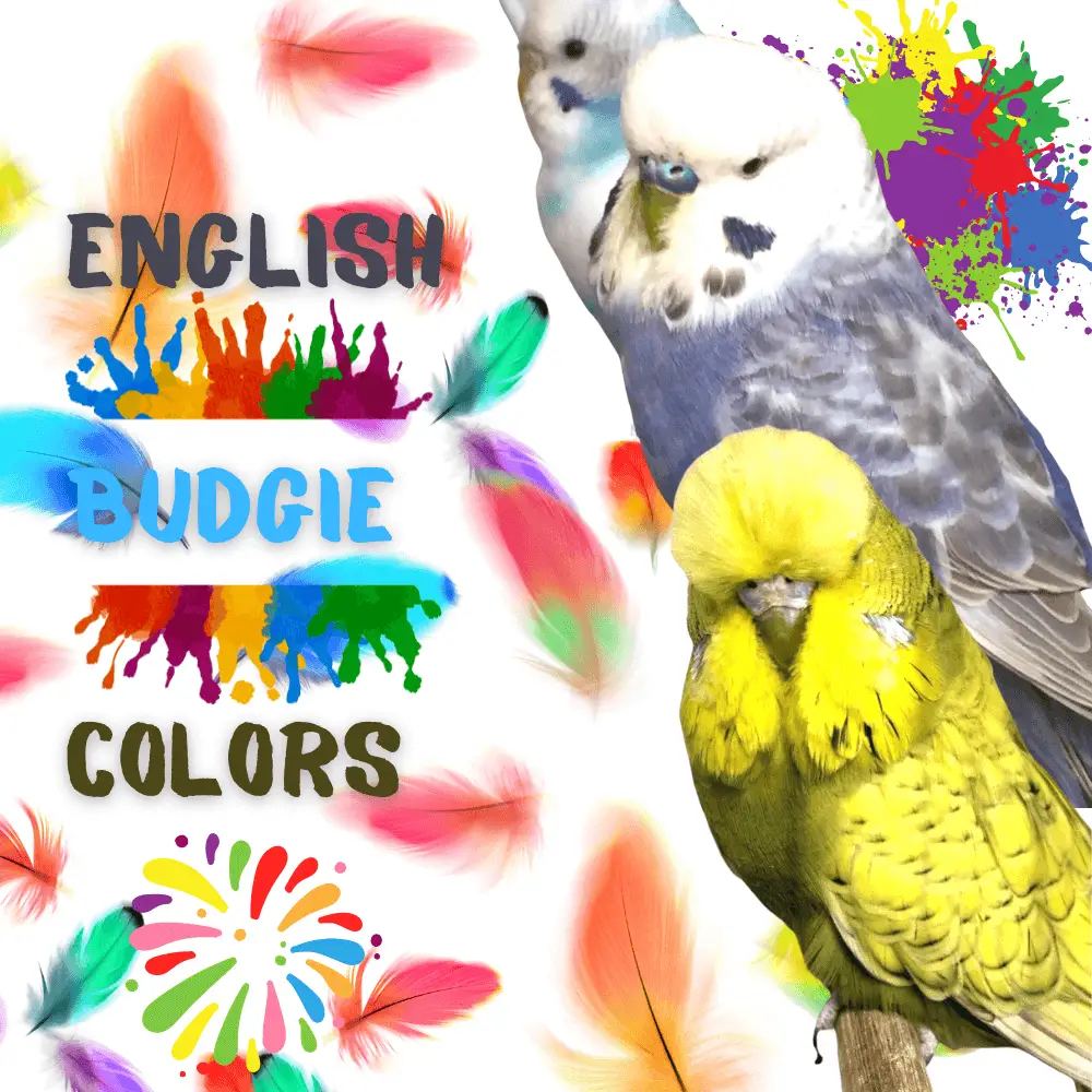 English budgie colors