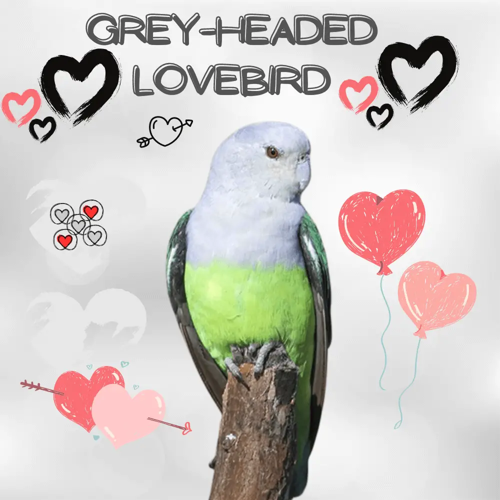 Grey-headed Lovebird
