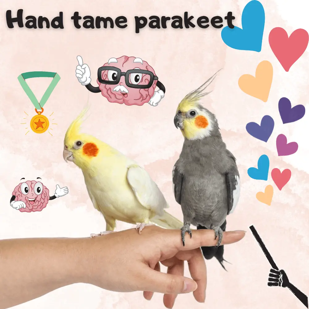 Hand tame parakeet