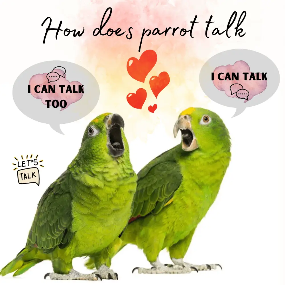 How does parrot talk