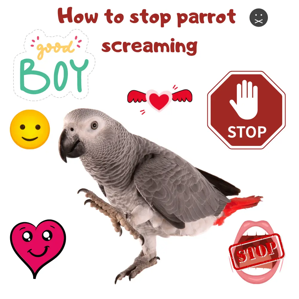 How to stop parrot screaming