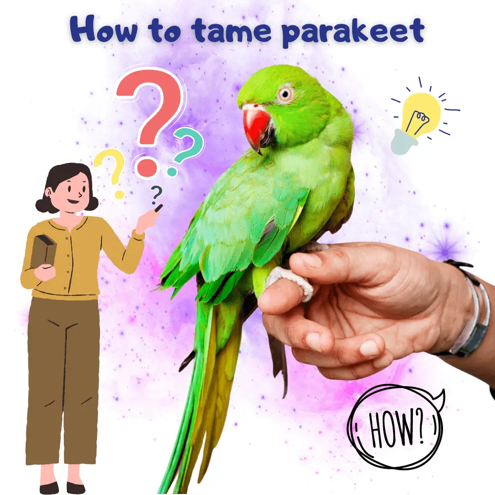 How to tame parakeet