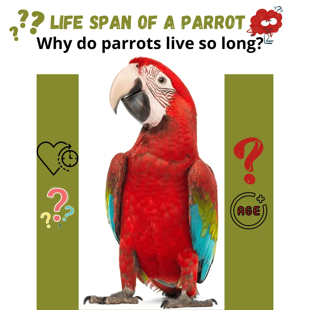 Life span of a parrot