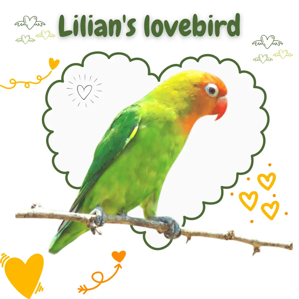 Lilian's lovebird