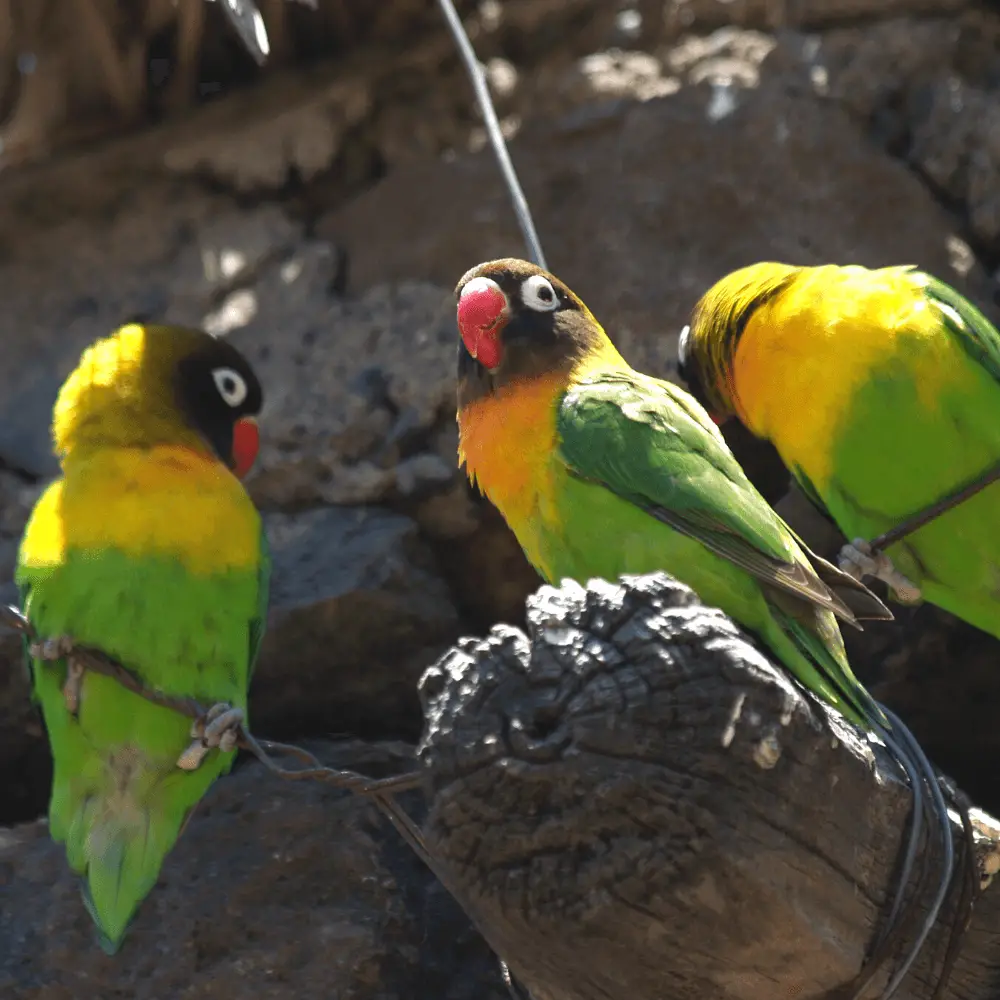 Masked lovebird