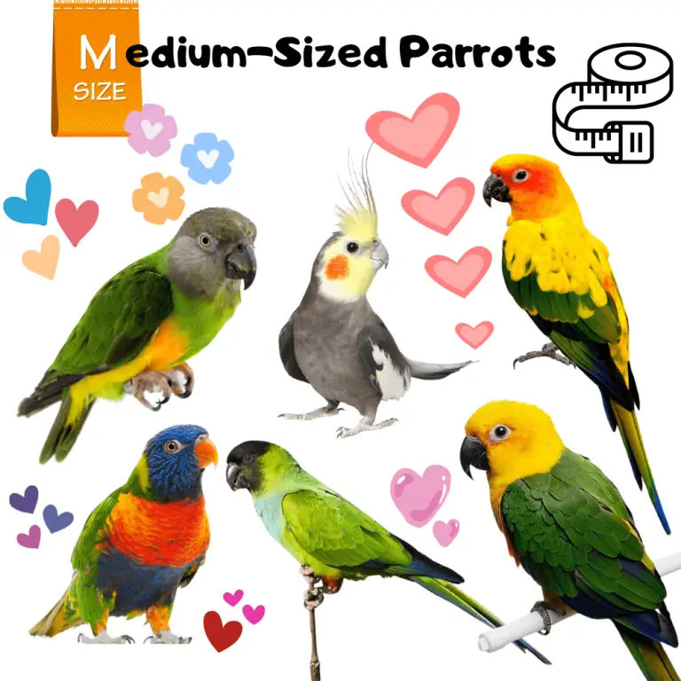 parrot sizes chart Archives - Green cheek