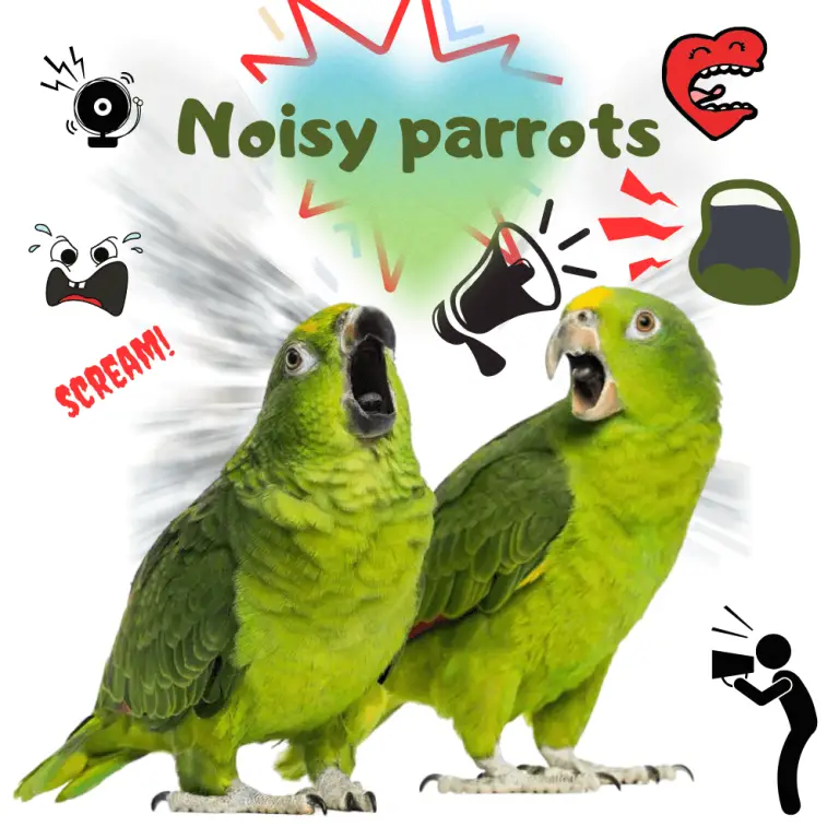 Noisy Parrots Why Does My Parrot Make Crying Noises