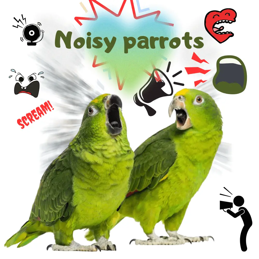 Noisy parrots