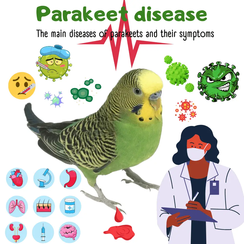 Parakeet disease
