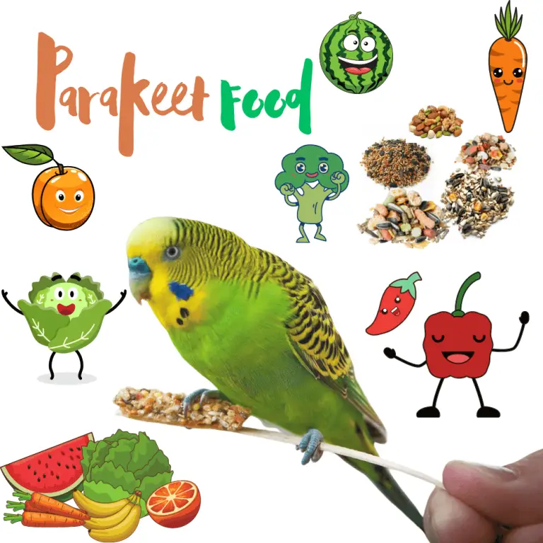 Parakeet Food - What Food Can Parakeets Eat | Parakeet Food List