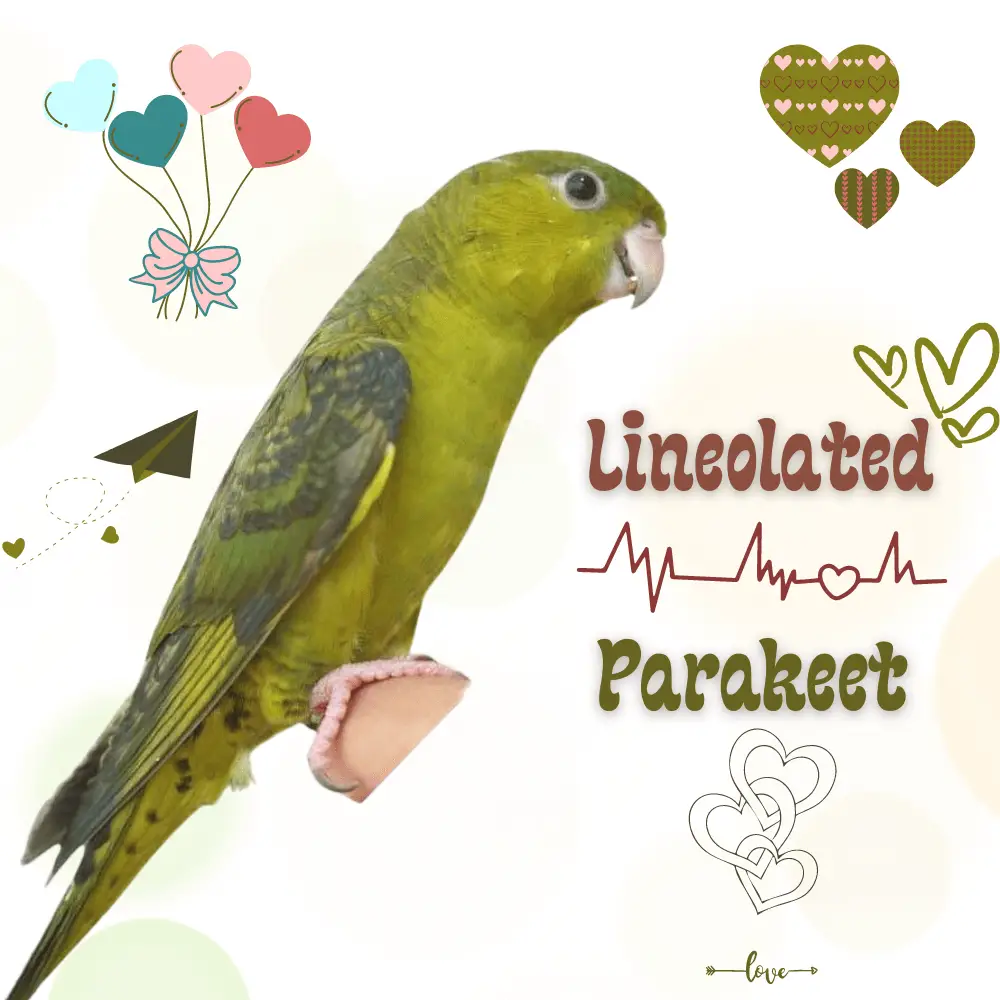 Parakeet lineolated