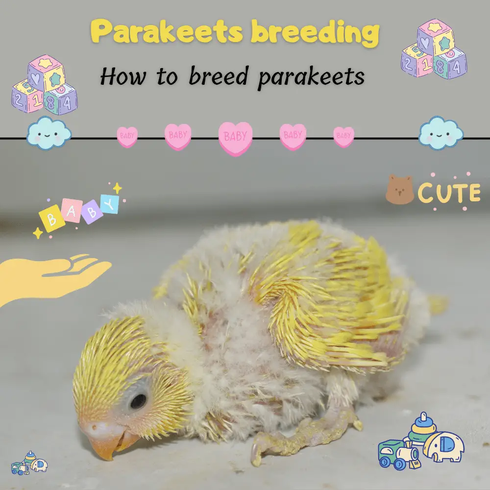 Parakeets breeding