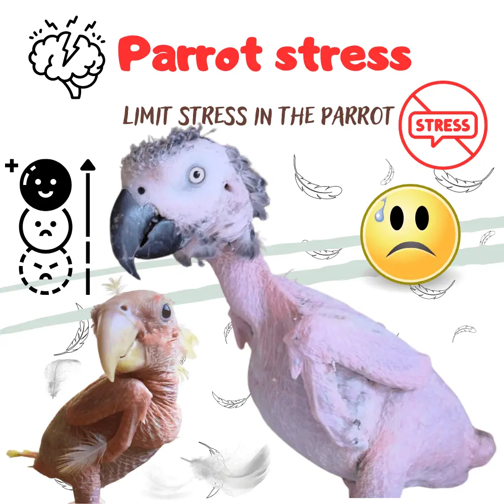 Parrot stress
