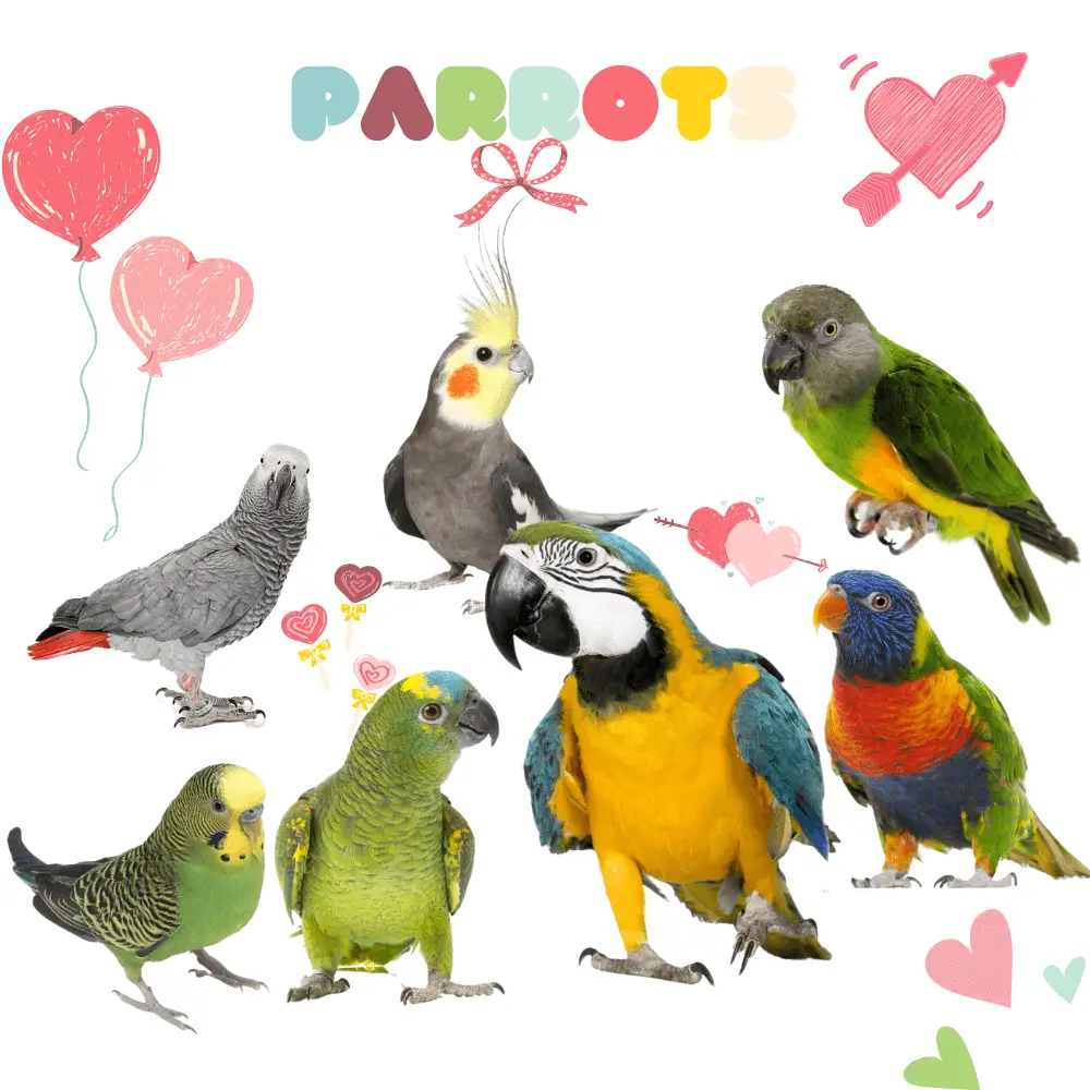 Parrots What Are The Characteristics Of The Parrot How To Feed It