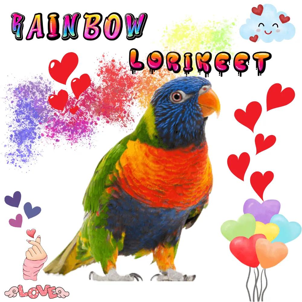 Rainbow lorikeet