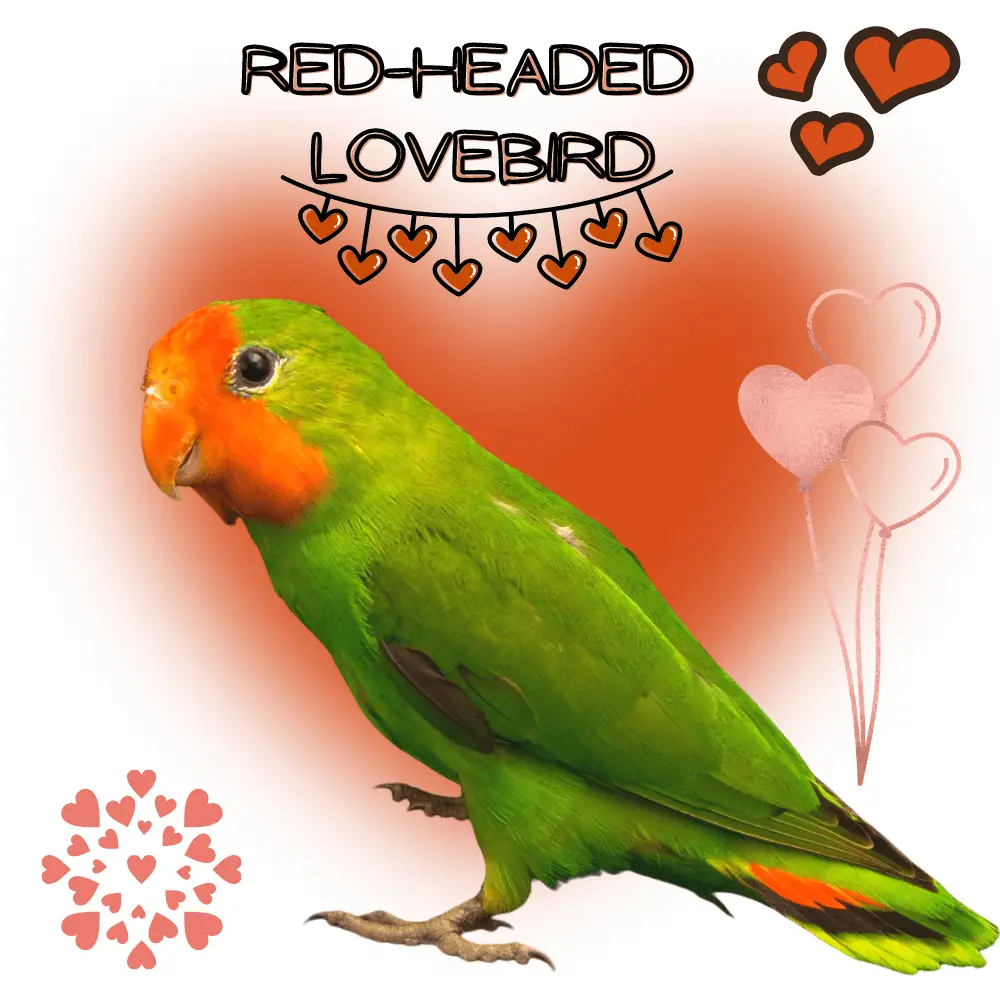 Red-headed lovebird