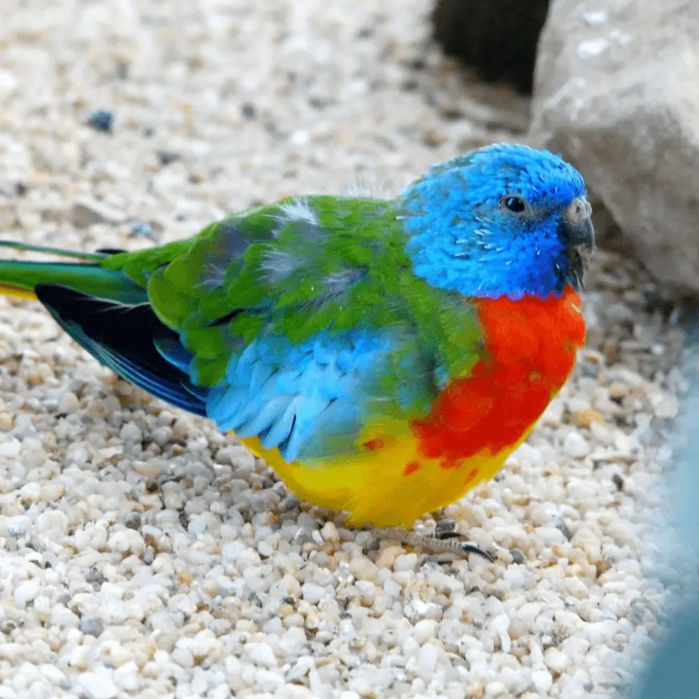 Scarlet chested parakeet as pets