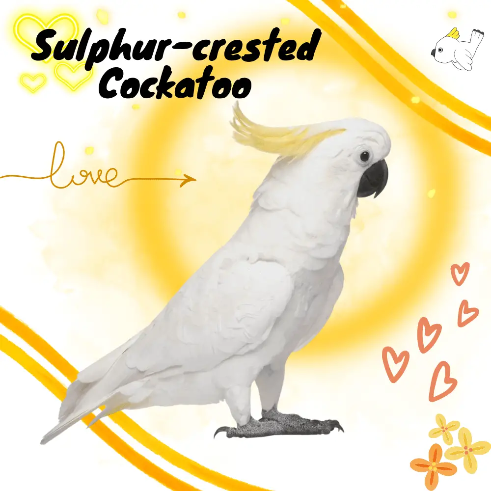 Sulphur-crested Cockatoo