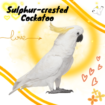 yellow crested cockatoo facts